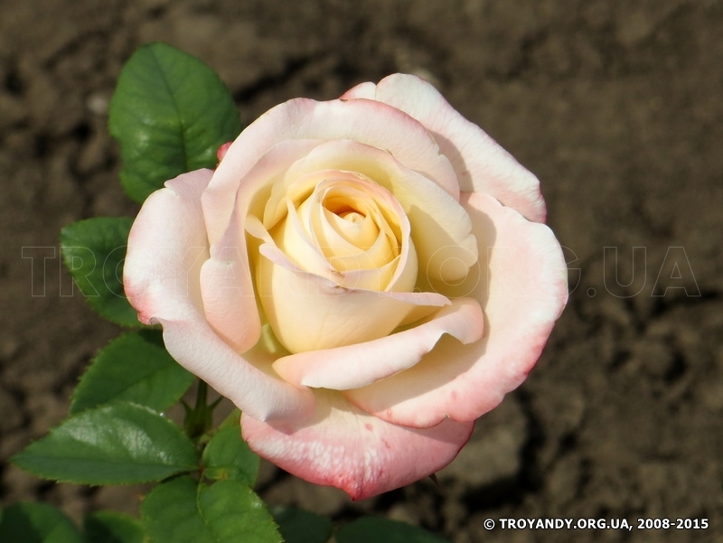Belle Perle